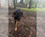 Small #3 Labrador Retriever Mix