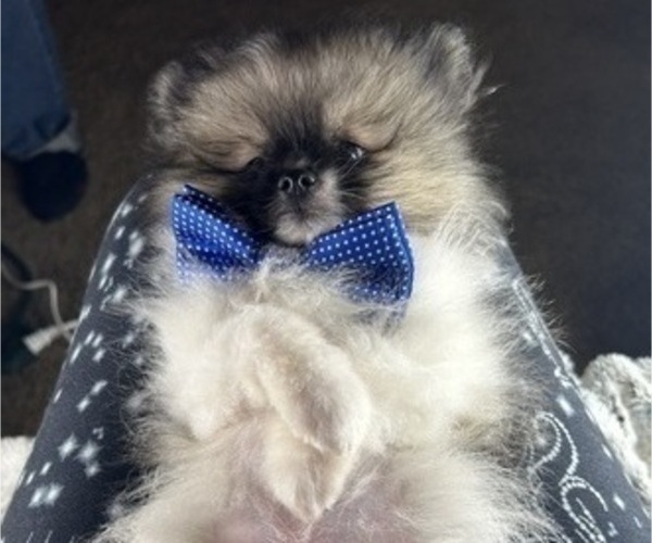 Medium Photo #3 Pomeranian Puppy For Sale in HARRISVILLE, MI, USA