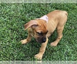 Puppy Puppy 8 Cane Corso