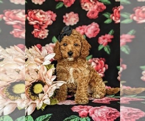 Cock-A-Poo Puppy for sale in KIRKWOOD, PA, USA