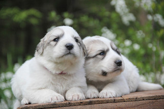 Great Pyrenees Puppy for sale in TOWNSEND, MA, USA