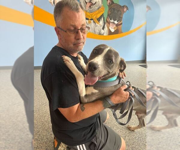 Medium Photo #4 Labrador Retriever-Unknown Mix Puppy For Sale in Greenbelt, MD, USA