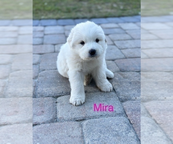 Medium Photo #1 Great Pyrenees Puppy For Sale in UMATILLA, FL, USA