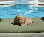 Small Photo #3 Goldendoodle Puppy For Sale in LIVE OAK, FL, USA