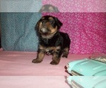 Puppy 1 Yorkshire Terrier