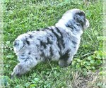 Theo - Male Australian Shepherd Puppy for Sale - Photo #3