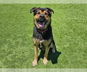 Rottweiler-Unknown Mix Dogs for adoption in Orange, CA, USA