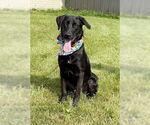 Small #2 Labrador Retriever Mix