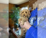 Small Photo #1 Cocker Spaniel-Poodle (Miniature) Mix Puppy For Sale in MURFREESBORO, AR, USA