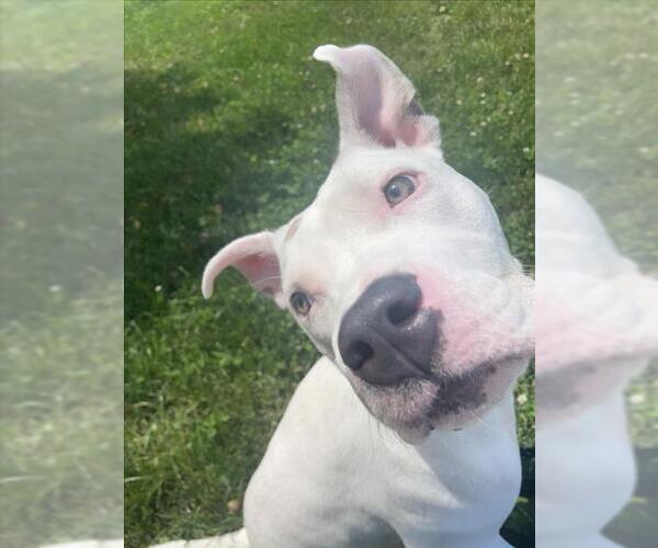 Medium Photo #2 American Pit Bull Terrier Puppy For Sale in Derwood, MD, USA