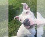 Small #1 American Pit Bull Terrier