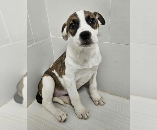 Medium Photo #1 American Pit Bull Terrier-Catahoula Leopard Dog Mix Puppy For Sale in Lakewood, CO, USA