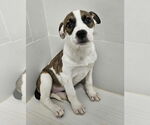Small American Pit Bull Terrier-Catahoula Leopard Dog Mix