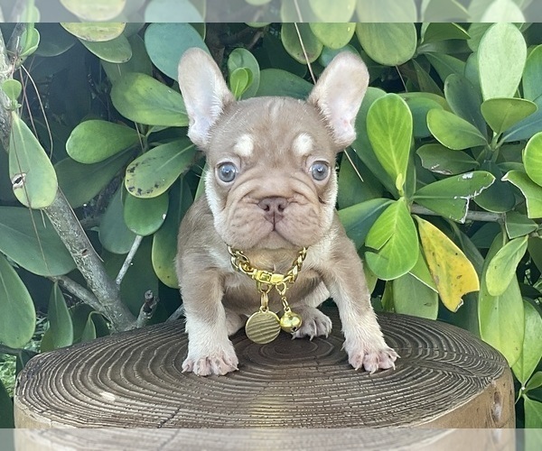 Medium Photo #3 French Bulldog Puppy For Sale in LEHIGH ACRES, FL, USA