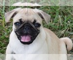 Small Photo #14 Pug Puppy For Sale in HARTLY, DE, USA