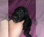 Small Photo #20 Poodle (Standard) Puppy For Sale in LEXINGTON, SC, USA