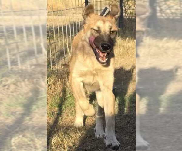 Medium Photo #4 Mutt Puppy For Sale in Minneapolis, MN, USA