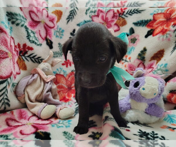 Medium Photo #7 Labrador Retriever-Unknown Mix Puppy For Sale in Boston, MA, USA