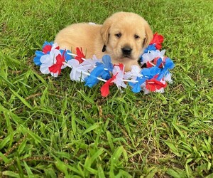 Labrador Retriever Puppy for sale in MAYSVILLE, GA, USA