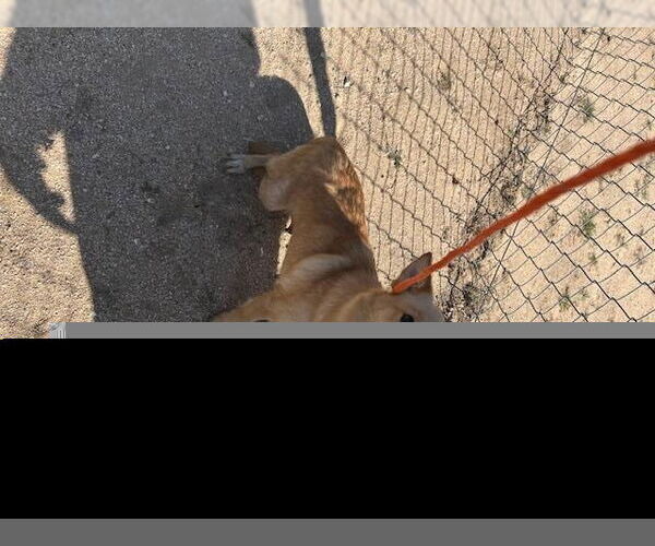 Medium Photo #1 Chihuahua Puppy For Sale in HESPERIA, CA, USA