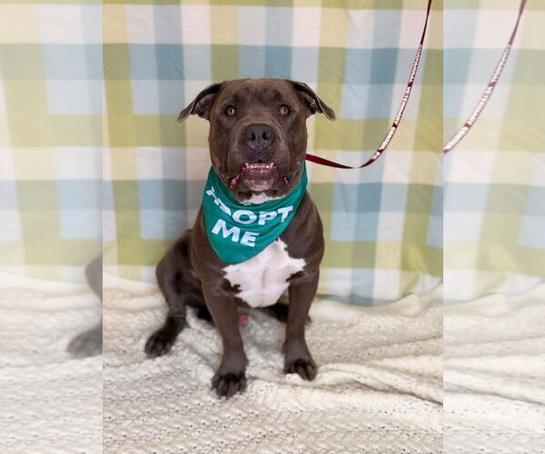 Medium Photo #7 Mutt Puppy For Sale in Pleasanton, TX, USA