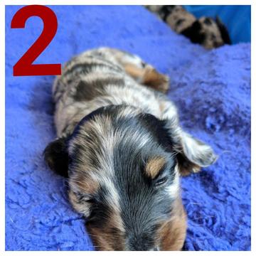 Medium Photo #1 Dachshund Puppy For Sale in ENGLEWOOD, FL, USA