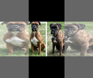 Mother of the Boxer puppies born on 03/13/2024