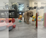 Small #2 Golden Retriever