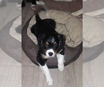 Small Photo #11 Australian Shepherd-Cavalier King Charles Spaniel Mix Puppy For Sale in HOWLAND, OH, USA