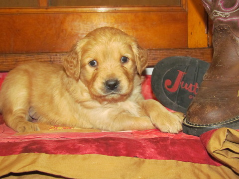 Medium Photo #1 Goldendoodle Puppy For Sale in ANDERSON, IN, USA