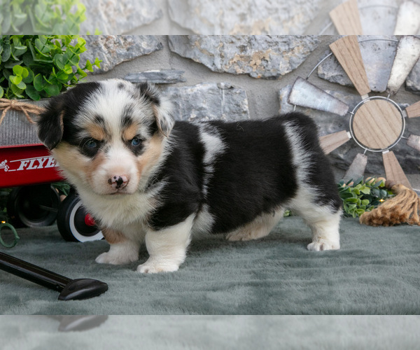 Medium Photo #6 Pembroke Welsh Corgi Puppy For Sale in LEOLA, PA, USA