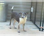 Small Mutt