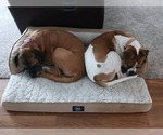 Small #2 Boxer