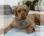 Small #9 Mutt