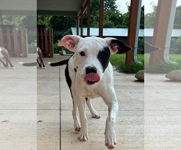 Medium Photo #2 American Pit Bull Terrier-Unknown Mix Puppy For Sale in Germantown, OH, USA
