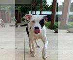 Small #1 American Pit Bull Terrier Mix