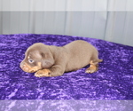 Small Photo #7 Dachshund Puppy For Sale in BLOOMINGTON, IN, USA