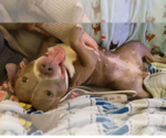 Small #8 American Pit Bull Terrier Mix