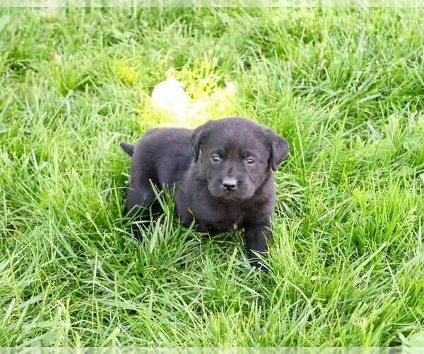 Medium Photo #2 Labrador Retriever Puppy For Sale in SYRACUSE, IN, USA