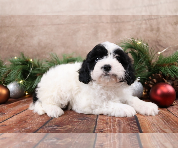 Medium Photo #2 Cavapoo (Toy) Puppy For Sale in WEST SALEM, OH, USA