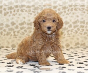 Miniature Bernedoodle Puppy for sale in DENVER, PA, USA