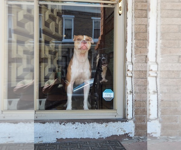 Medium Photo #1 American Pit Bull Terrier-Labrador Retriever Mix Puppy For Sale in CAMDEN, NJ, USA