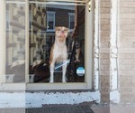 Small Photo #1 American Pit Bull Terrier-Labrador Retriever Mix Puppy For Sale in CAMDEN, NJ, USA