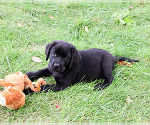 Labrador Retriever Puppy for sale in SYRACUSE, IN, USA