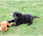 Small Labrador Retriever