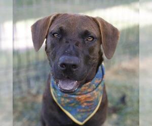 American Staffordshire Terrier-Unknown Mix Dogs for adoption in San Antonio, TX, USA