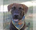 Small American Staffordshire Terrier Mix