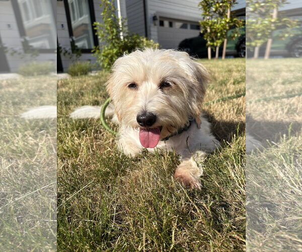 Medium Photo #5 Coton de Tulear-Unknown Mix Puppy For Sale in Seattle, WA, USA