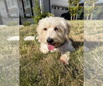 Small #4 Coton de Tulear Mix