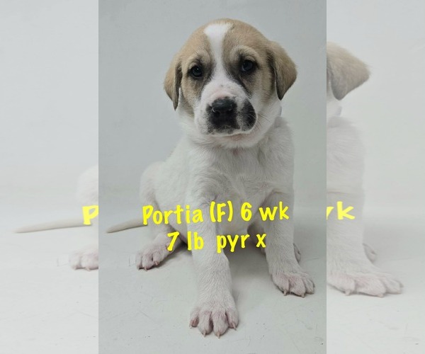 Medium Photo #4 Great Pyrenees-Unknown Mix Puppy For Sale in pomfret, CT, USA